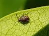 Kleidocerys sp.